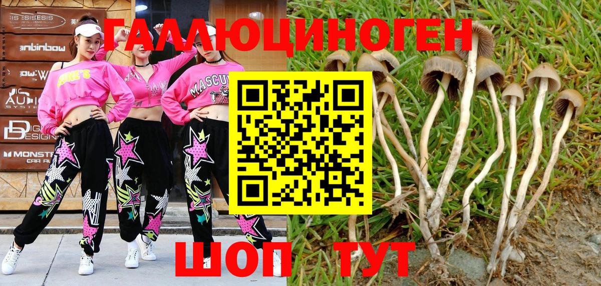 Псилоцибиновые грибы Psilocybe Ахтубинск